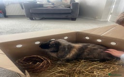French Lop rabbits for sale: Male Rabbit 15 weeks - Image 3