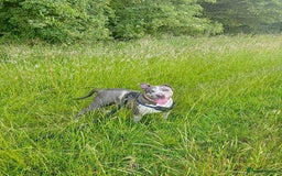 Alapaha Blue Blood Bulldog dogs for sale: Blue Merle with one blue and one green eye Female - Advert 1