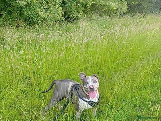 Alapaha Blue Blood Bulldog dogs Blue Merle with one blue and one green eye Female - Advert 1