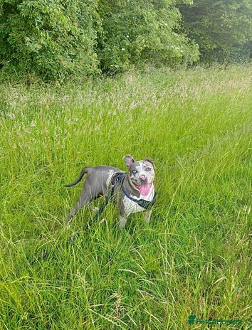 Alapaha Blue Blood Bulldog dogs Blue Merle with one blue and one green eye Female - Advert 1