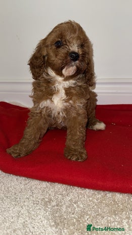 Cavapoo dogs - Advert 2