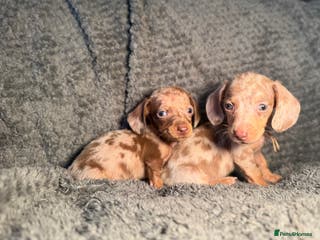 Miniature Dachshund dogs Miniature Dachshunds KC REG Dapple & Chocolate - Advert 3