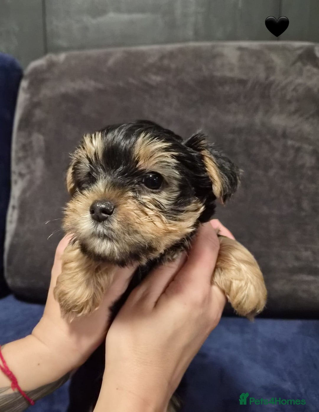 Yorkshire Terrier dogs for sale: Yorkshire terrier puppies (3 girls) - Image 31