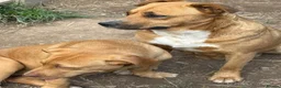 Mixed Breed dogs for adoption: Mum & Daughter Pair - Zelda & Freya in Brighton - Advert 8