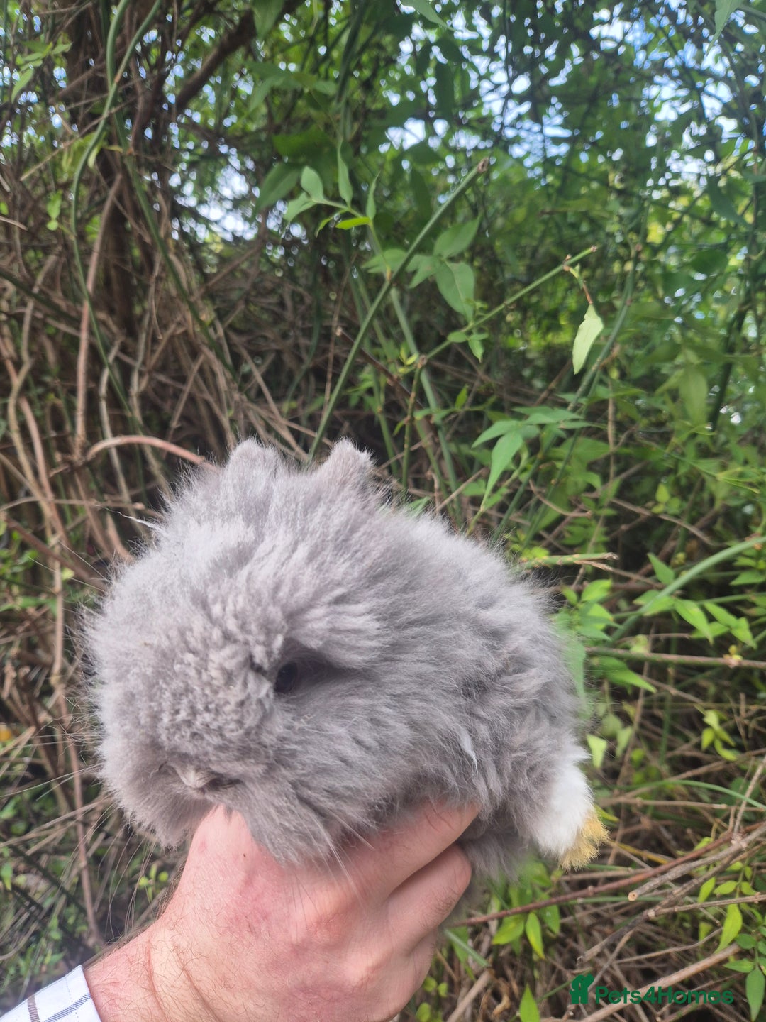 Angora rabbits for sale: 💙🩷 beautiful Teddydwerg babies-parents imported! - Advert 11