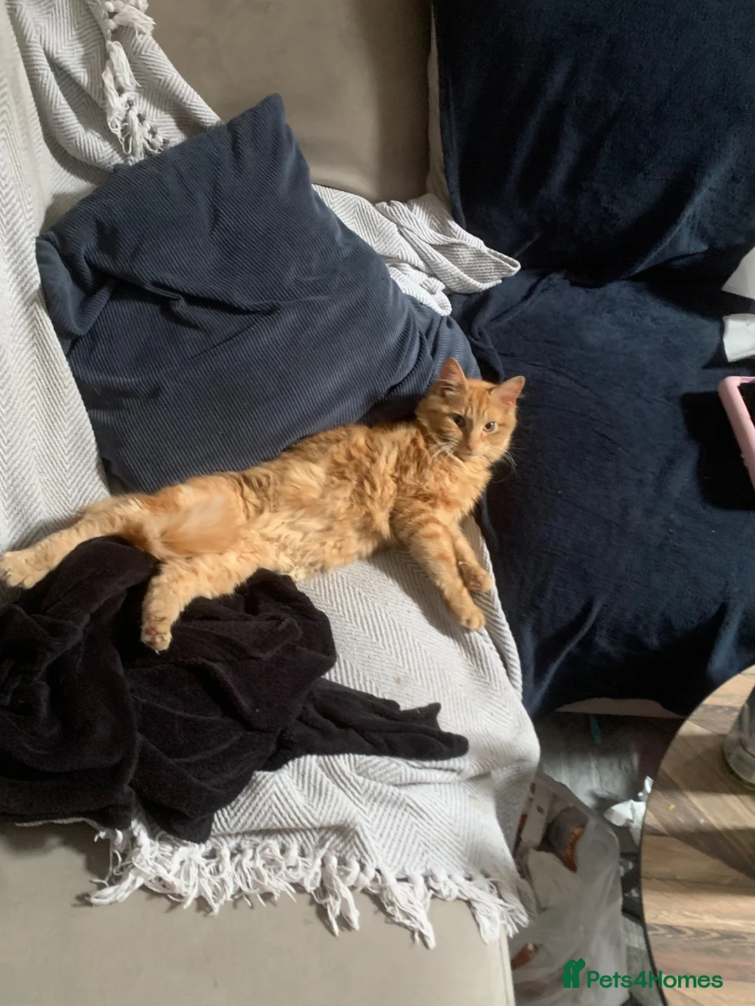 Mixed Breed cats for sale: 1year old male Maine coone X in Ashford - Advert 4