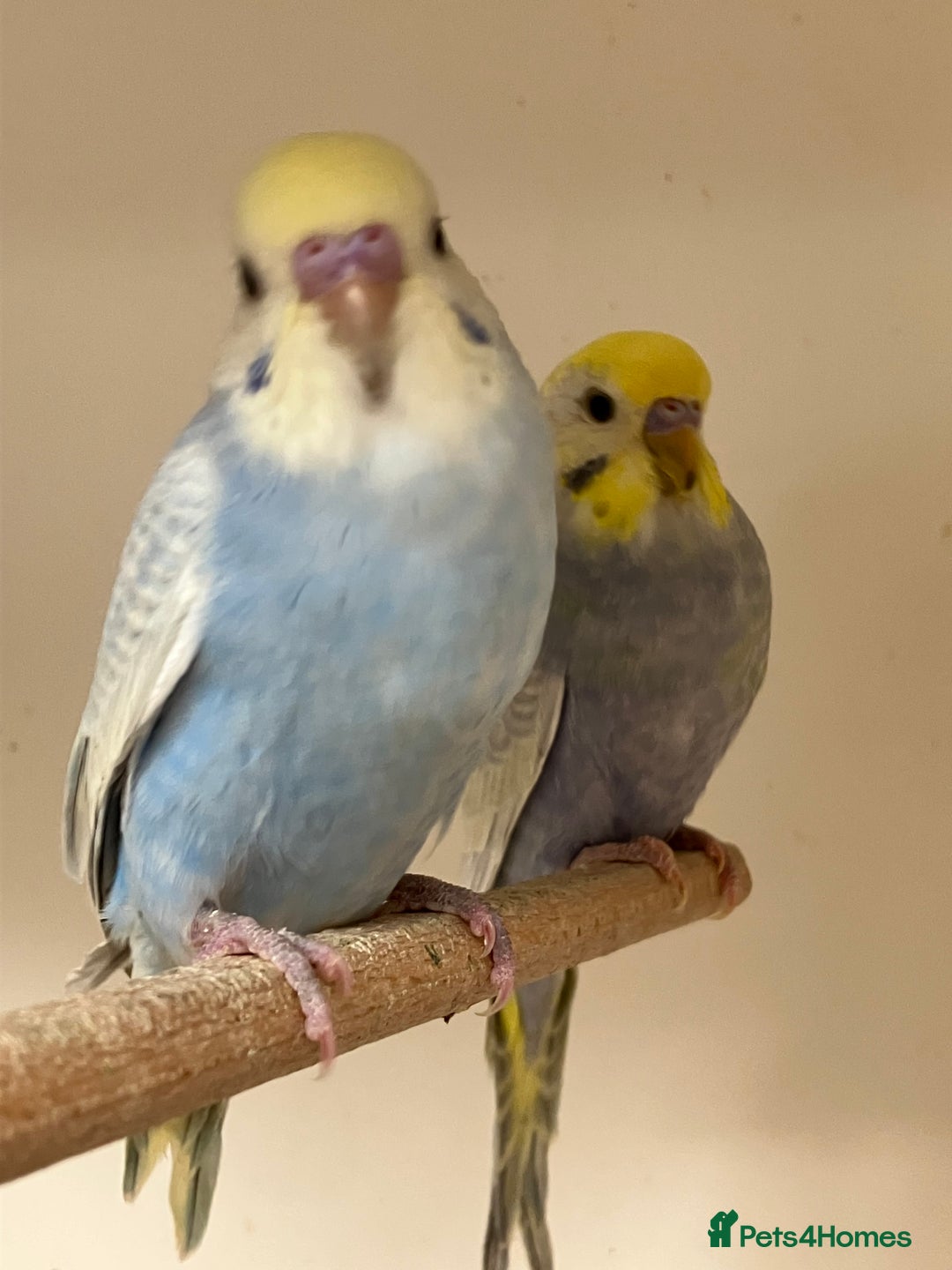 Budgerigars birds for sale: Baby Rainbow Budgies - Image 3