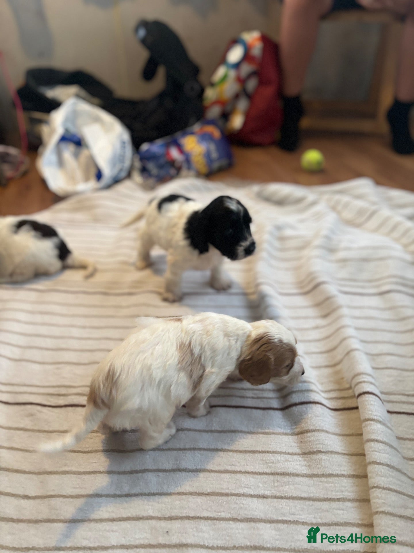 Cockapoo dogs Mini cockapoo health tested 3 available  - Advert 2