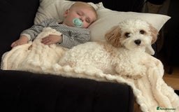 Mixed Breed dogs for sale: Lovely cavapoo looking for a new home - Image 4