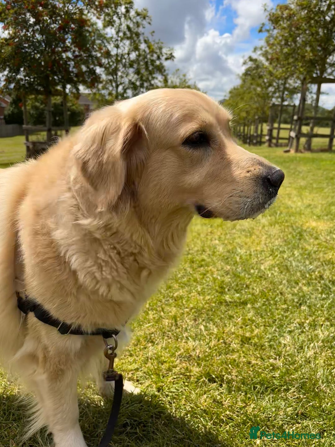 Golden Retriever dogs for sale: 2 female Golden Retrievers puppies - Image 14
