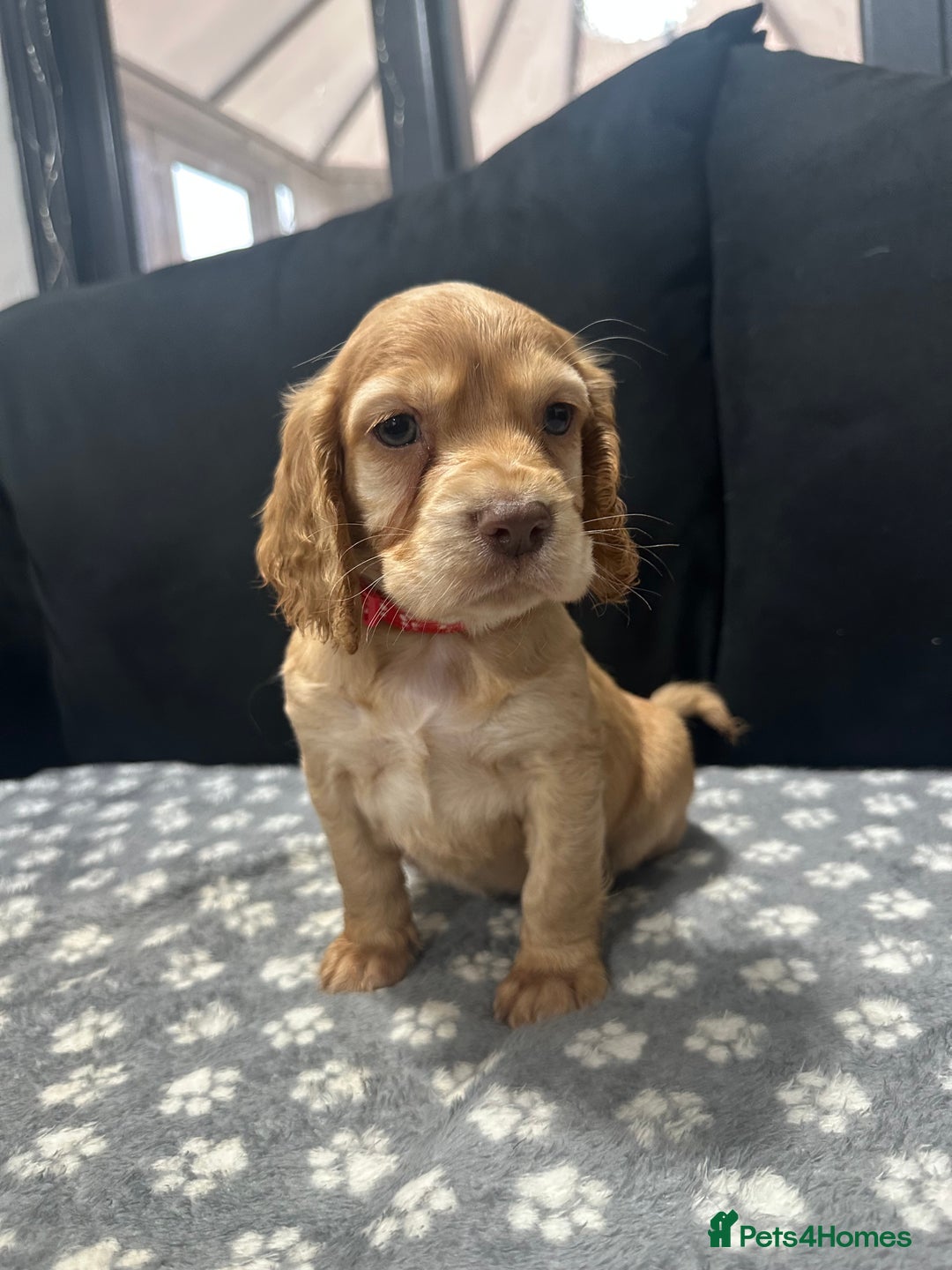 Cocker Spaniel dogs for sale: 3 beautiful cocker spaniel puppies left  - Advert 29