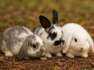 Mini Lop rabbits for sale: 7 beautiful mini lops - Advert 1