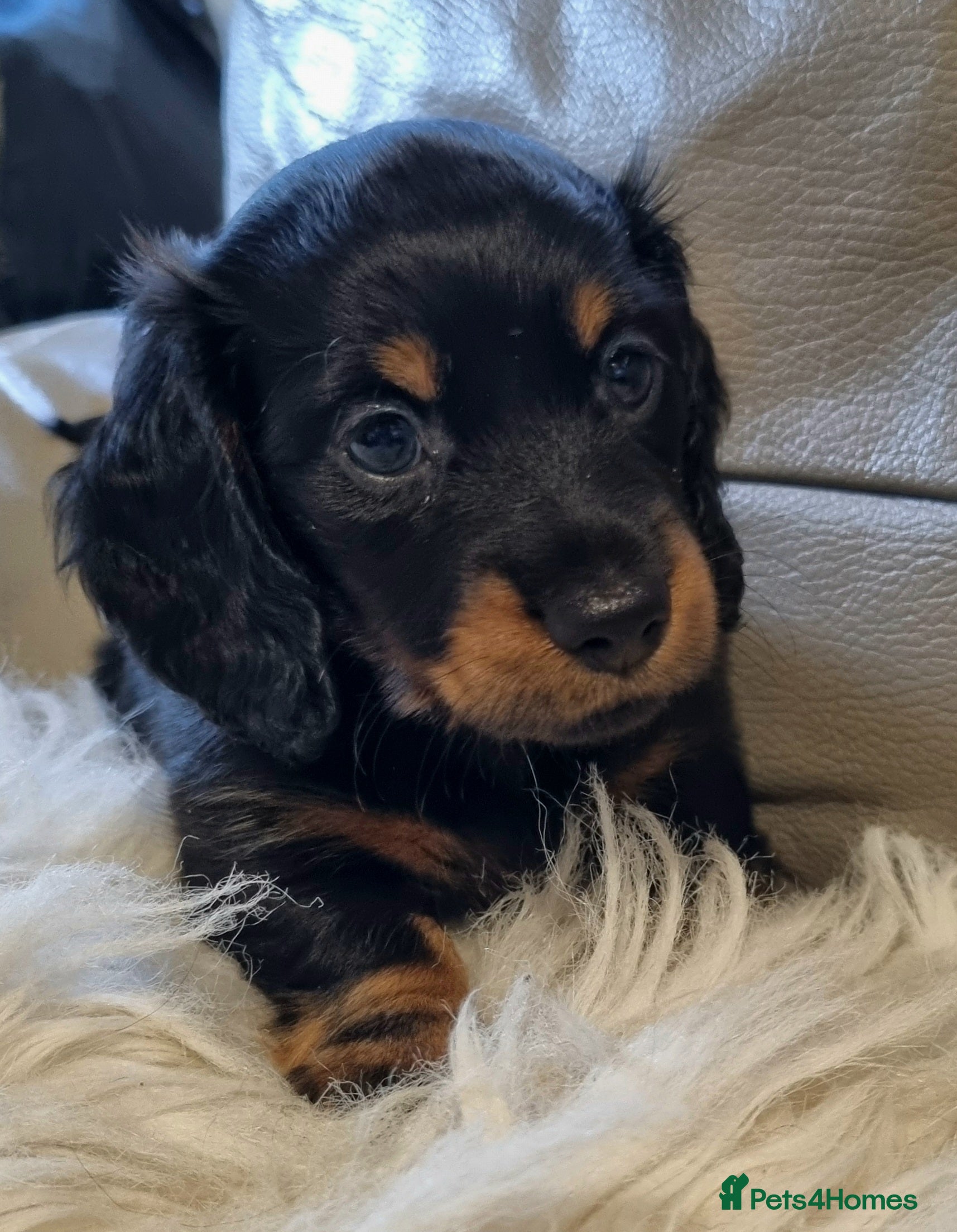Miniature Dachshund dogs 🐾💙KC Long Haired Little Boy 💙🐾  - Advert 1