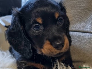 Miniature Dachshund dogs 🐾💙KC Long Haired Little Boy 💙🐾 - Advert 1