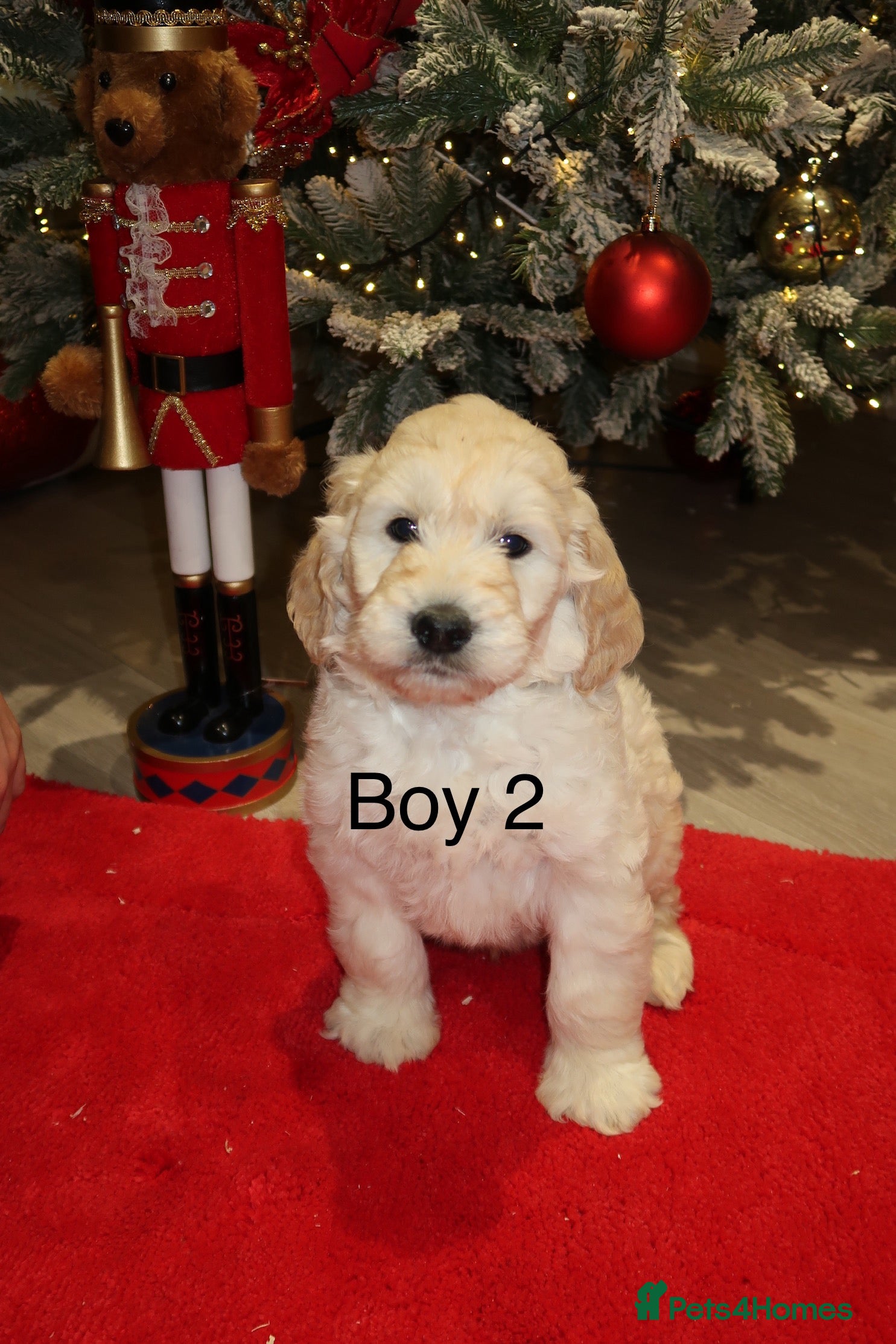 Goldendoodle dogs Ready to leave now 7 beautiful golden doodles  - Advert 1