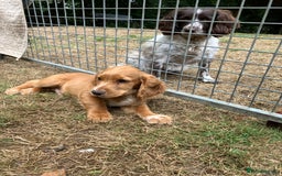 Cocker Spaniel dogs for sale: Cracking working cocker puppy - Image 1