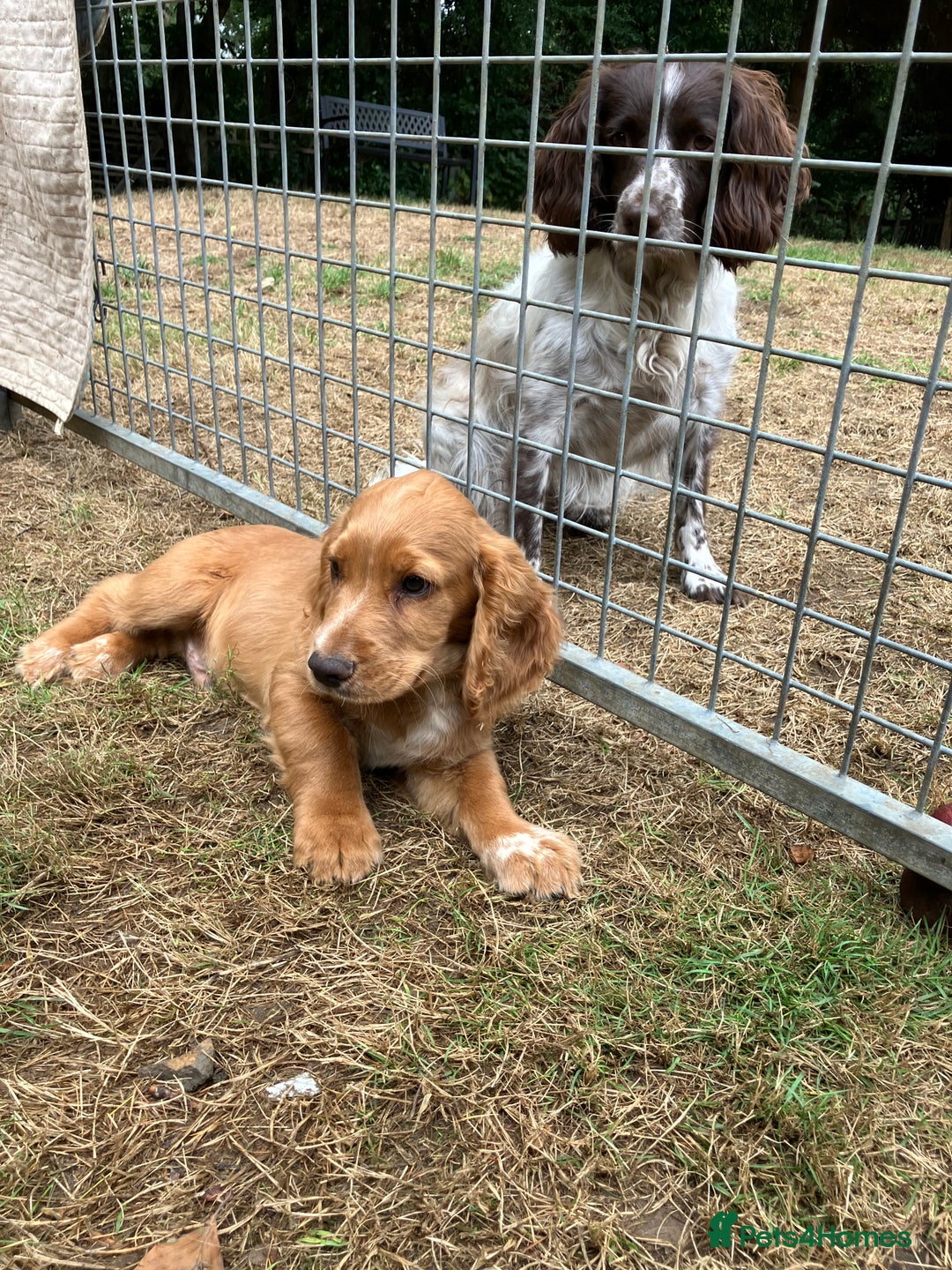 Cocker Spaniel dogs for sale: Cracking working cocker puppy - Image 1