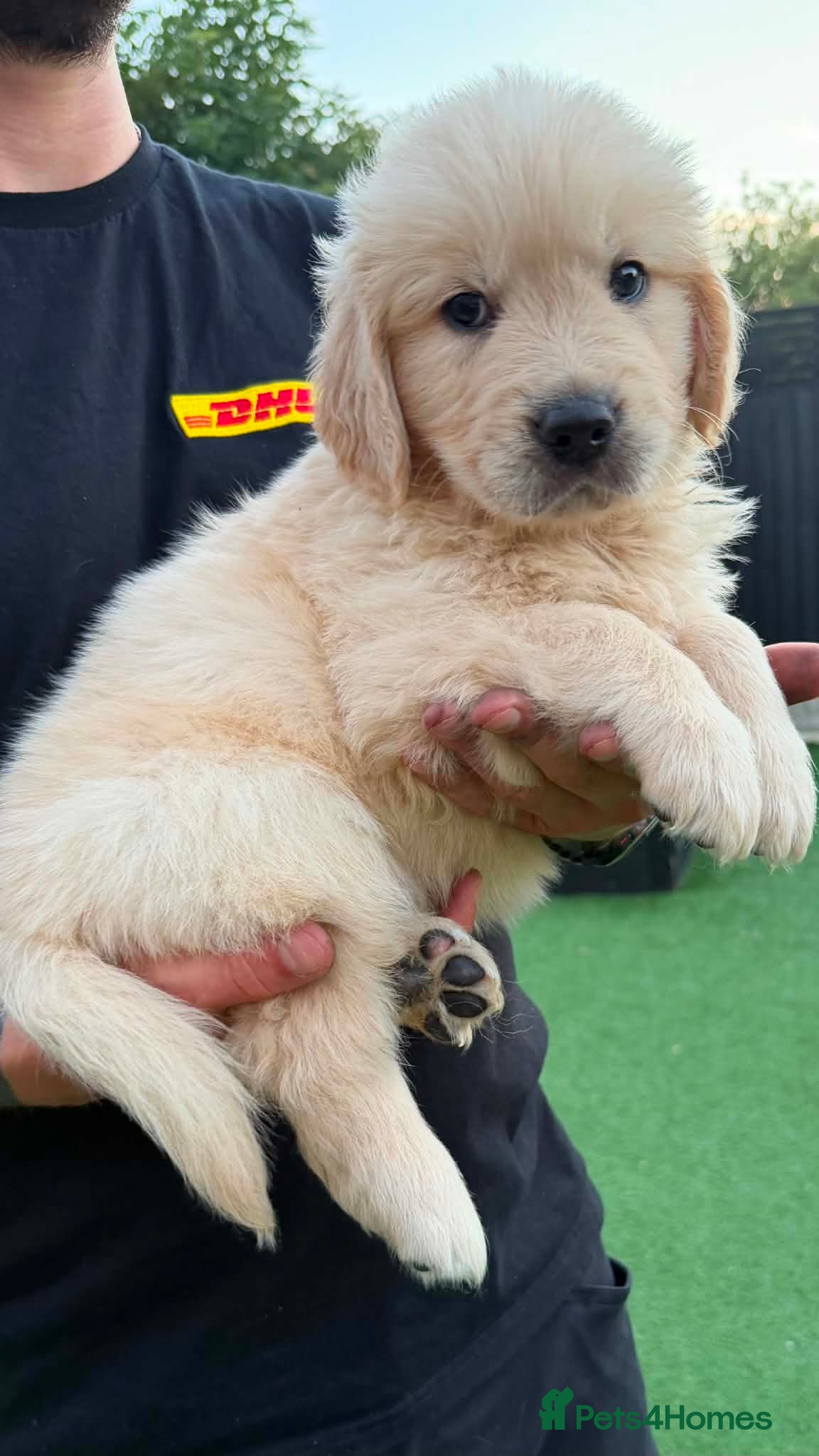 Golden Retriever dogs 3 male American Line Golden Retriever puppies left - Advert 1