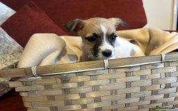 Jack Russell dogs for sale: Beautiful Jack Russel Puppies  - Image 9