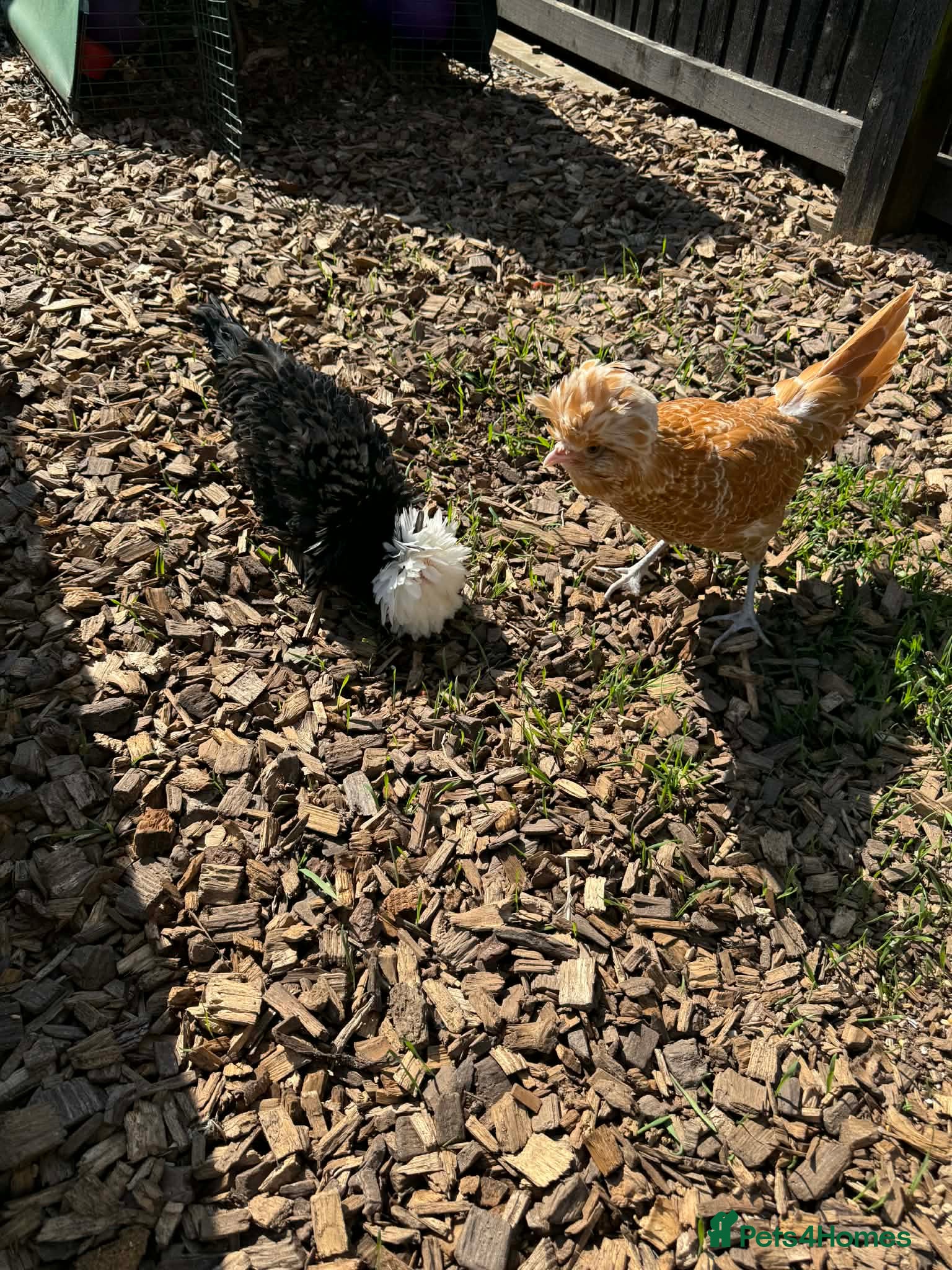 Chickens poultry 2 x polish hens - Advert 1