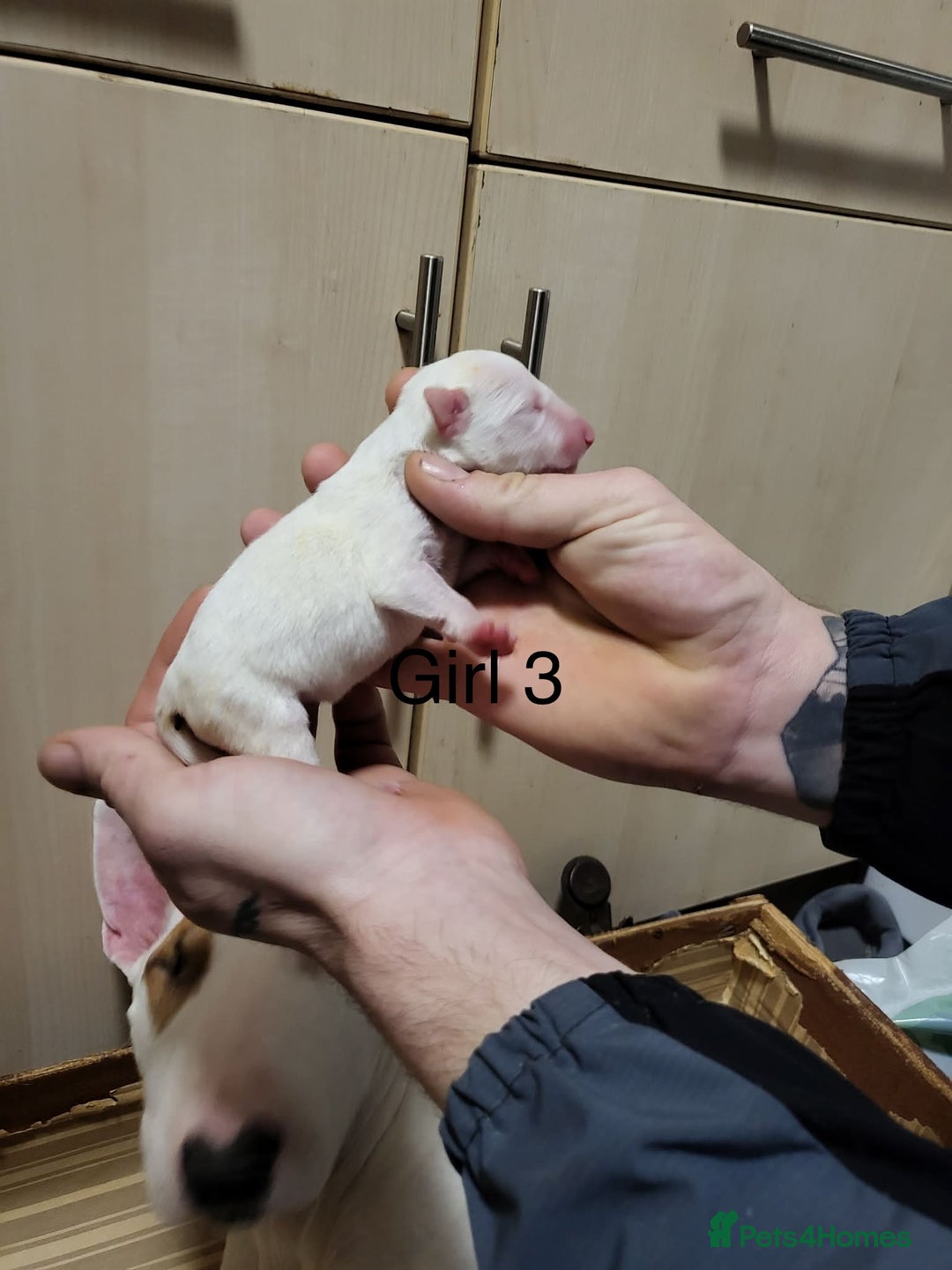 English Bull Terrier dogs for sale: English bull terrier puppies  - Advert 17