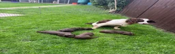 Sprocker dogs for sale: Beautiful sprocker puppies  - Advert 19