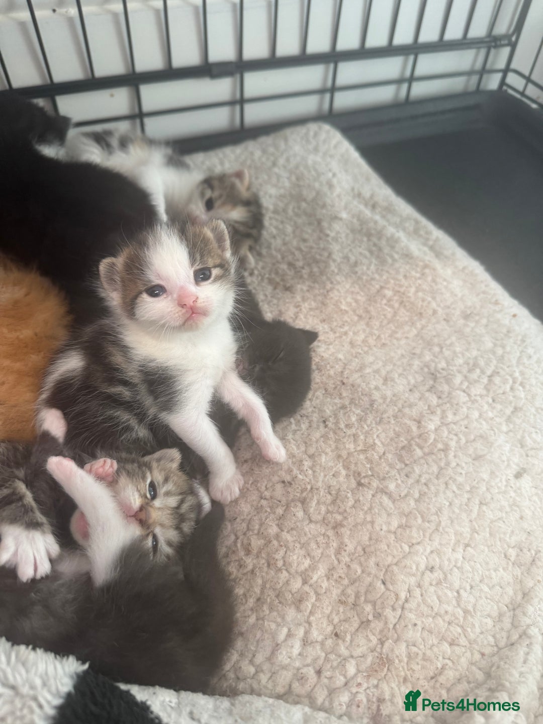 British Shorthair cats for sale: Beautiful fluffy kittens  - Advert 5