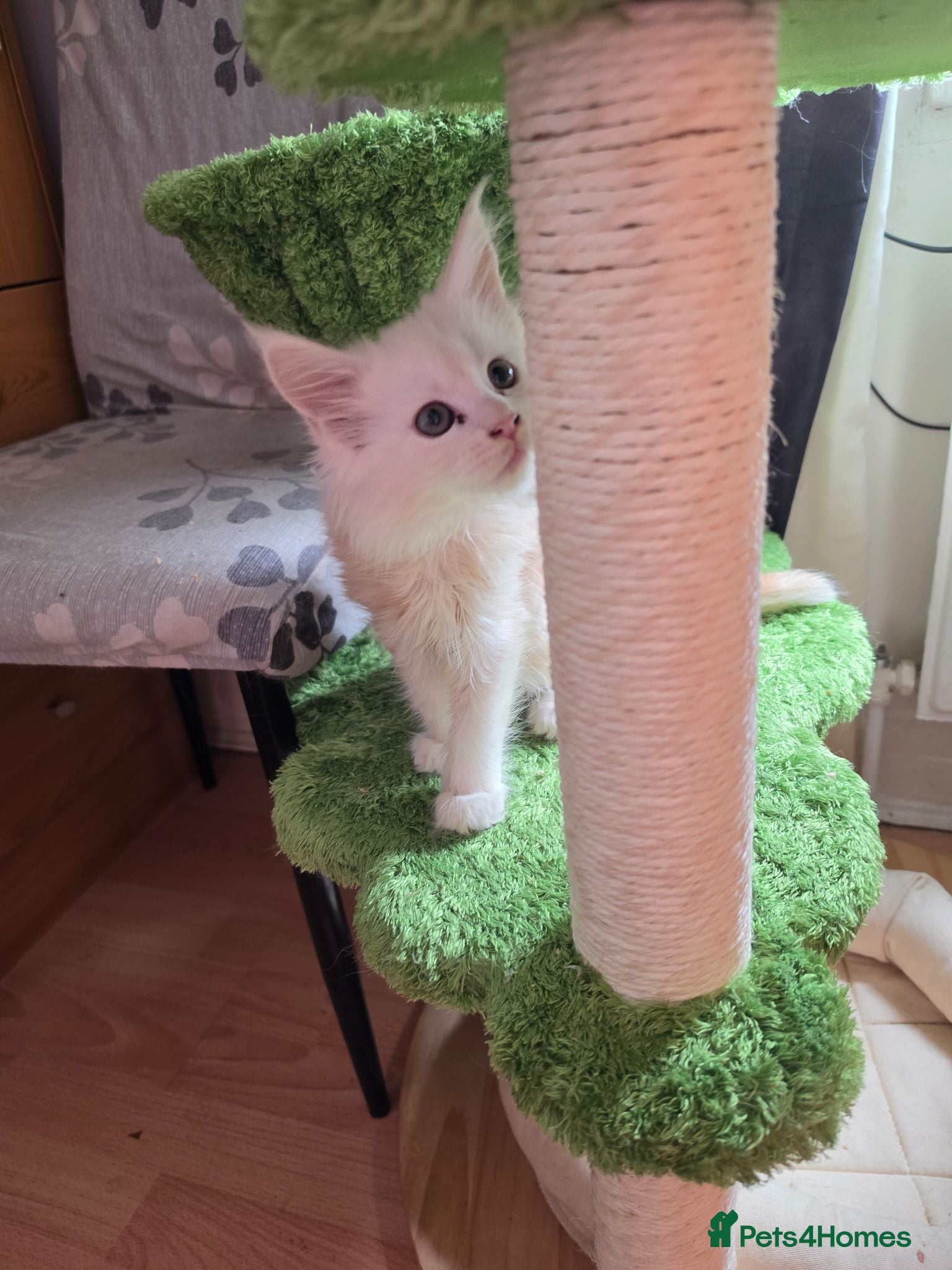 Maine Coon cats PEDIGREE MAINE COON KITTENS  - Advert 3