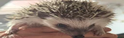 Pygmy Hedgehog rodents for sale: 3 pigmy hedgehogs  - Advert 4