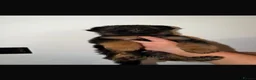 German Shepherd dogs for sale: German Shepard puppies  - Advert 4