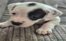 Mixed Breed dogs for sale: 6 very loved puppies - Image 10