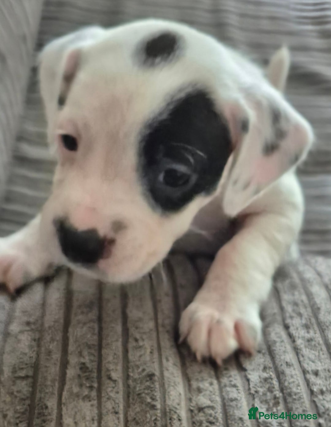 Mixed Breed dogs for sale: 6 very loved puppies - Image 10