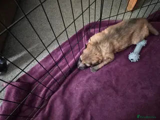 German Shepherd dogs Beautiful GSD puppies - Advert 2