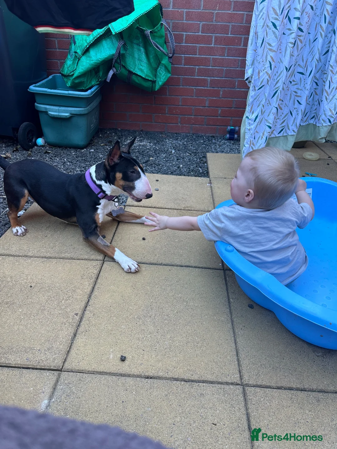 English Bull Terrier dogs for sale: 1 year old bull terrier  in Carlisle - Advert 2