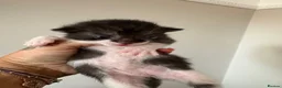 Mixed Breed cats for sale: Beautiful kittens  - Advert 25