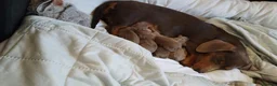 Dachshund dogs for sale: 6 little dachunds for sale  - Advert 5