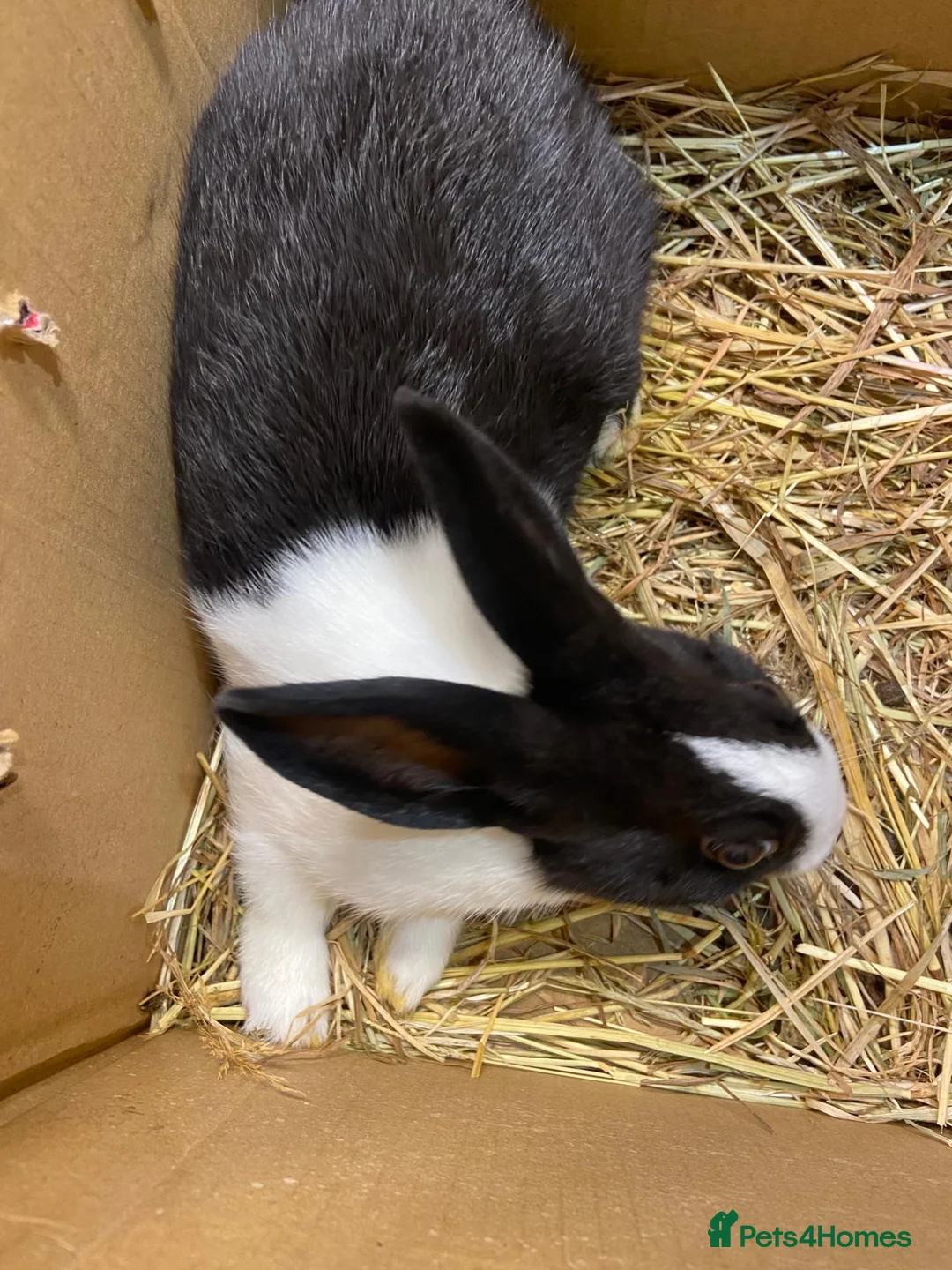 Dutch rabbits for sale: Dutch rabbits in Morecambe - Advert 5