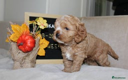 Cockapoo dogs for sale: Unique F1 Cockapoo Puppies - Image 12