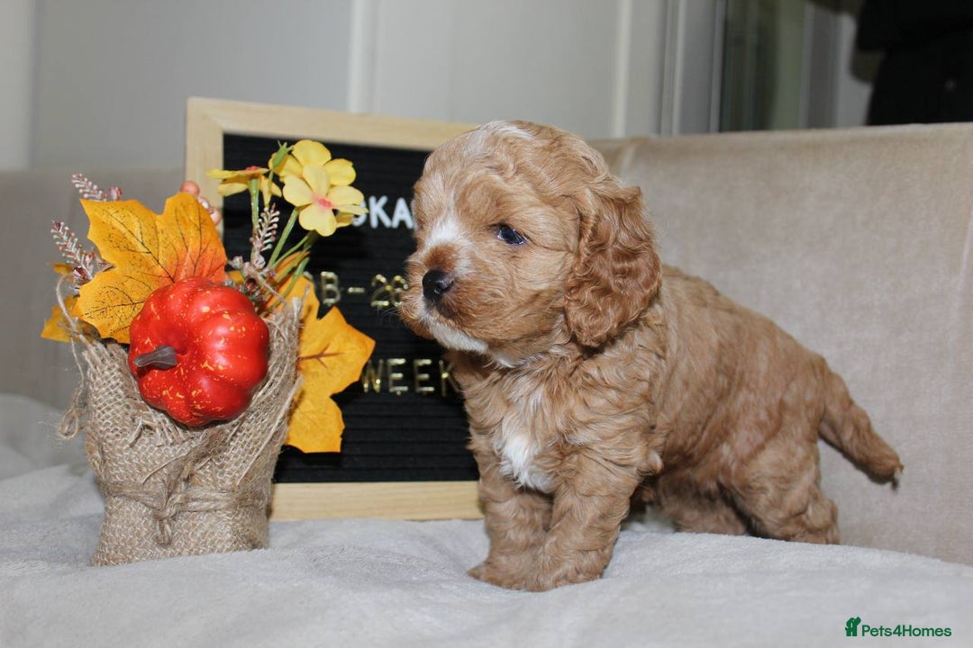 Cockapoo dogs for sale: Unique F1 Cockapoo Puppies - Image 12