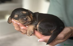 Cockapoo dogs for sale: Stunning F2 DNA health tested Cockapoo puppies  - Image 15