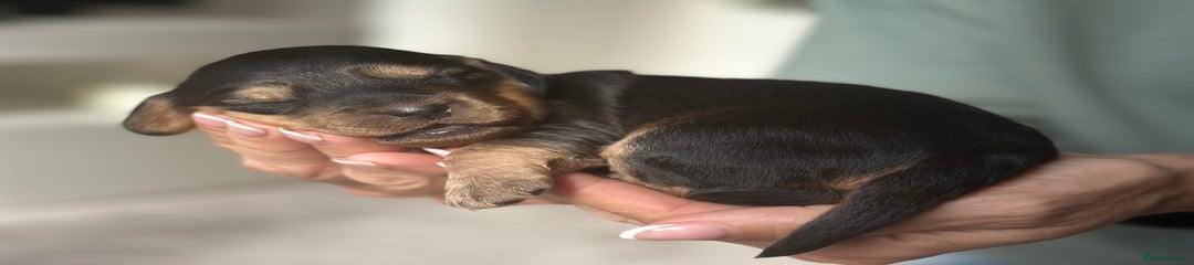 Cockapoo Puppy 4 pink collar