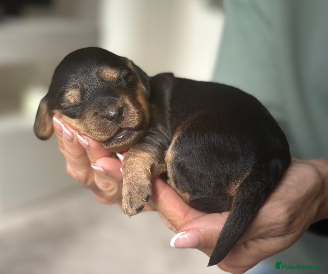 Cockapoo dogs for sale: Stunning F2 DNA health tested Cockapoo puppies  - Image 15