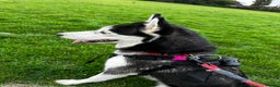 Siberian Husky dogs for stud: 🐺Lucky🐺 in Birmingham - Advert 39