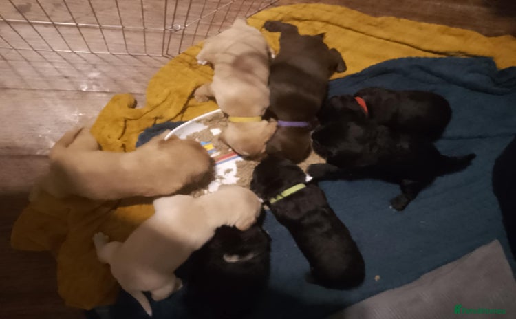 Mixed Breed dogs - Advert 3