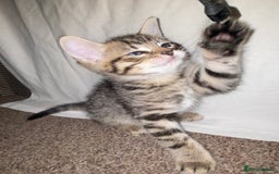 Bombay cats for sale: beautiful kittens looking for a happy safe home's  - Image 11