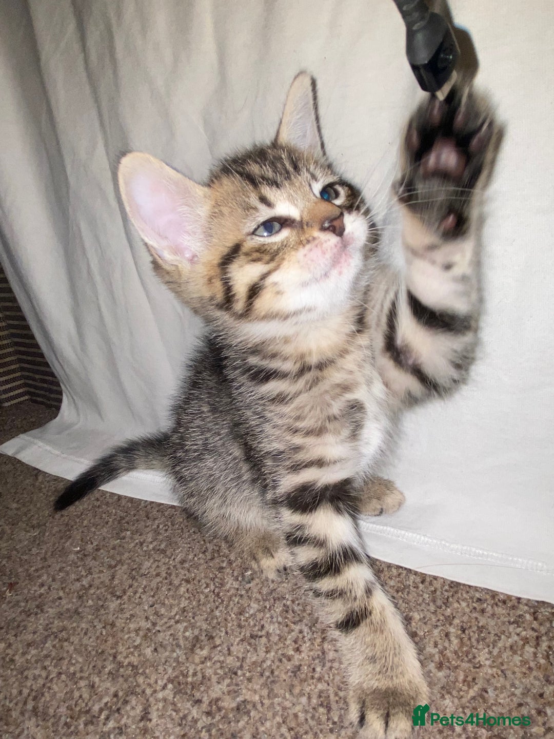 Bombay cats for sale: beautiful kittens looking for a happy safe home's  - Image 11