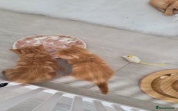 British Shorthair cats for sale: 1 stunning British shorthair boys left to reserve  - Image 6