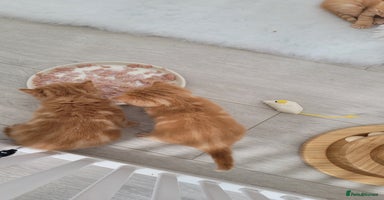 British Shorthair cats - Advert 14