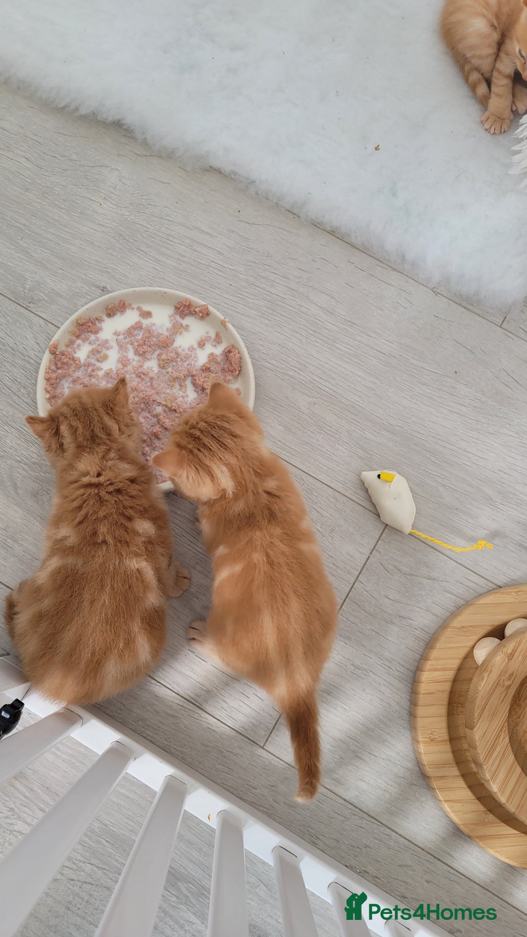 British Shorthair cats for sale: 1 stunning British shorthair boys left to reserve  - Image 6