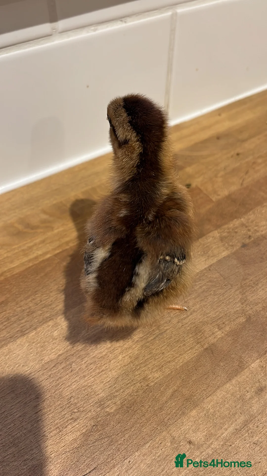 Chickens poultry for sale: Cream legbar chicks, growers, pullets, hens, eggs - Advert 2